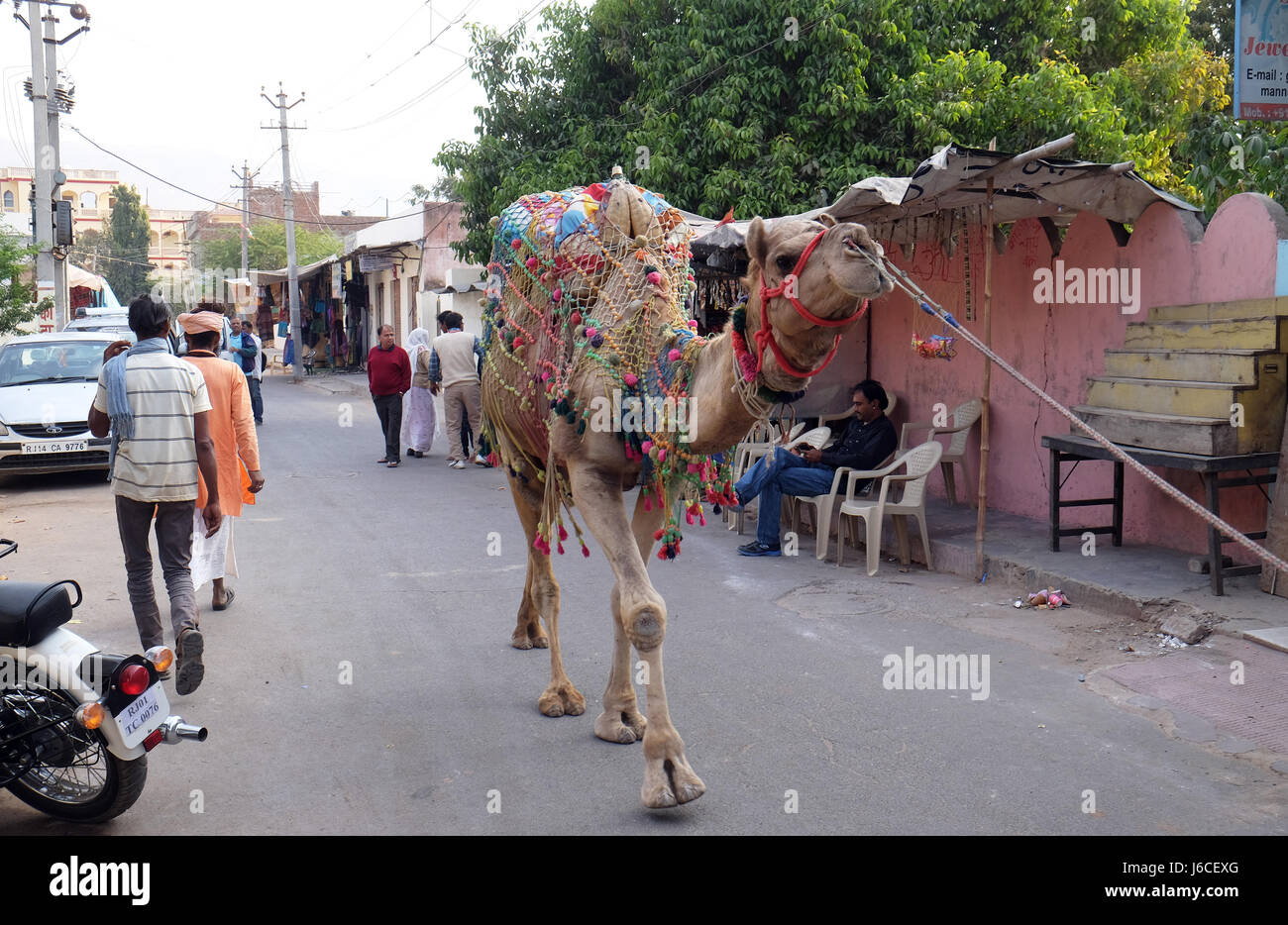Mann führt Kamel durch Downtown in Pushkar, Indien. Stockfoto