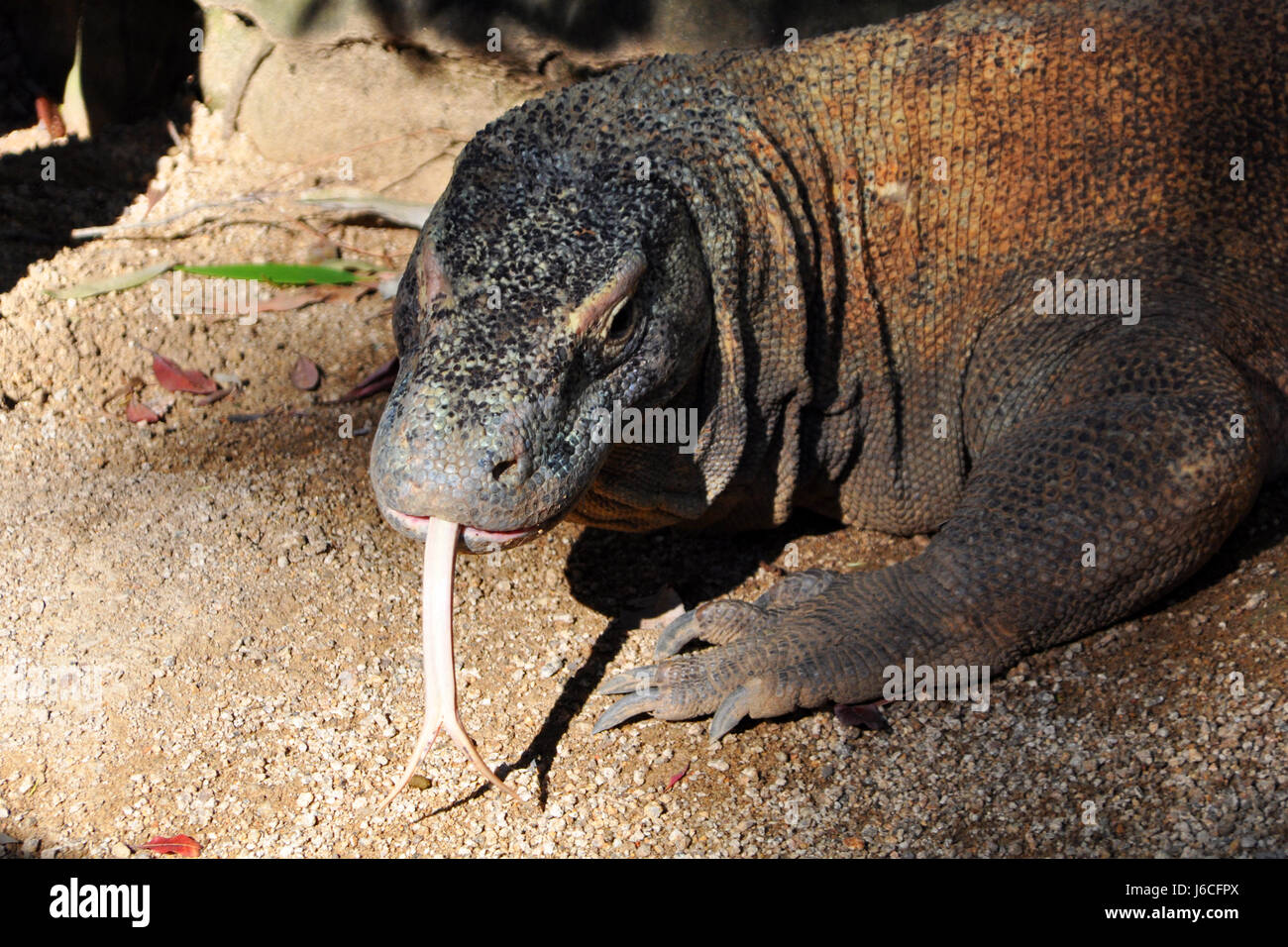 Zunge Drachen cloven Gefahr Tier Reptil Fauna wilden Saurier Zunge Indonesien Stockfoto