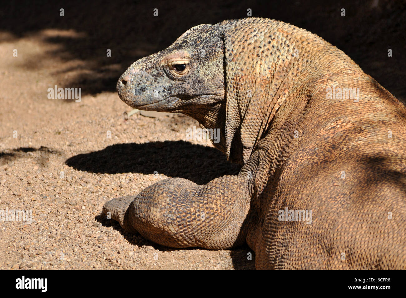 Drachen Gefahr Tier Reptil Fauna wilden Saurier Indonesien Sonnen-Hövel Raubtier Stockfoto