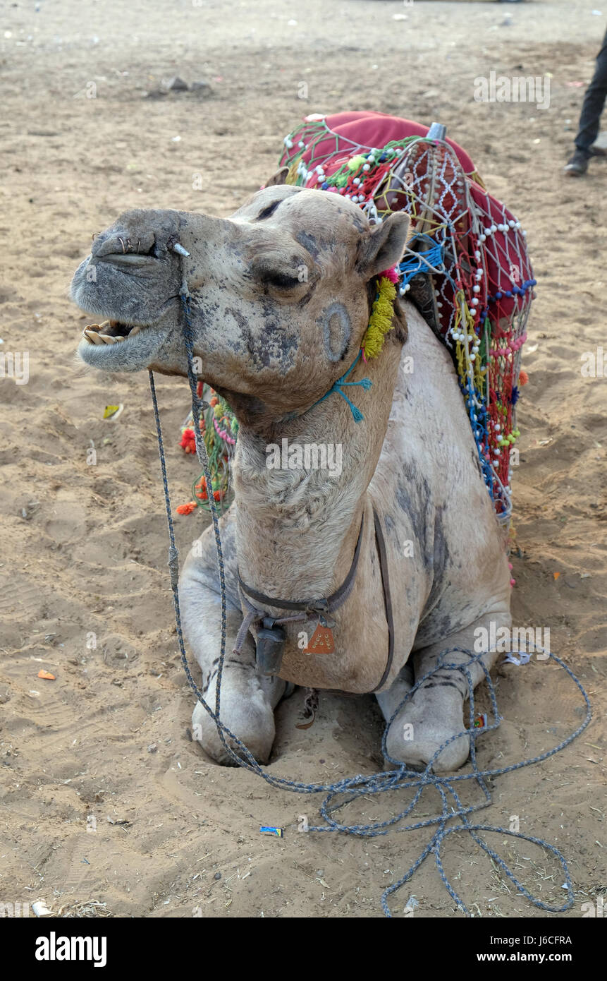 Kamel in der Thar-Wüste in der Nähe von Pushkar, Rajasthan, Indien, am 17. Februar 2016 eingerichtet. Stockfoto