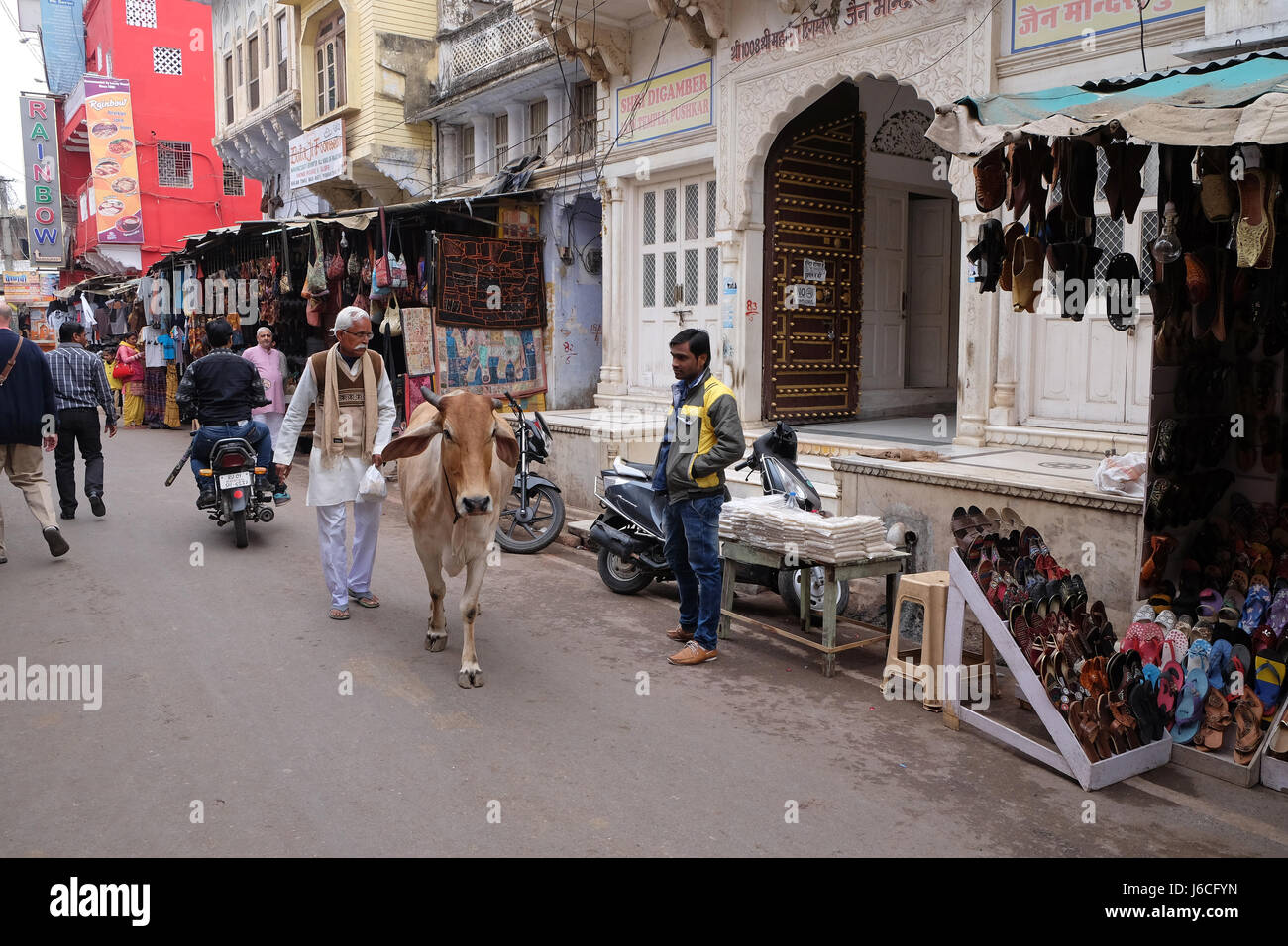 Kühe, Bummeln in der Stadt Pushkar, Indien. Stockfoto