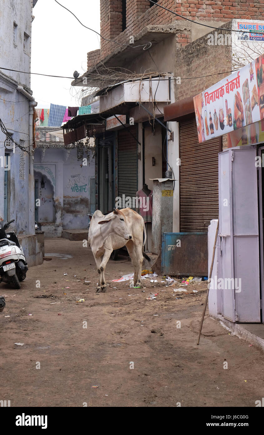Kühe, Bummeln in der Stadt Pushkar, Indien Stockfoto