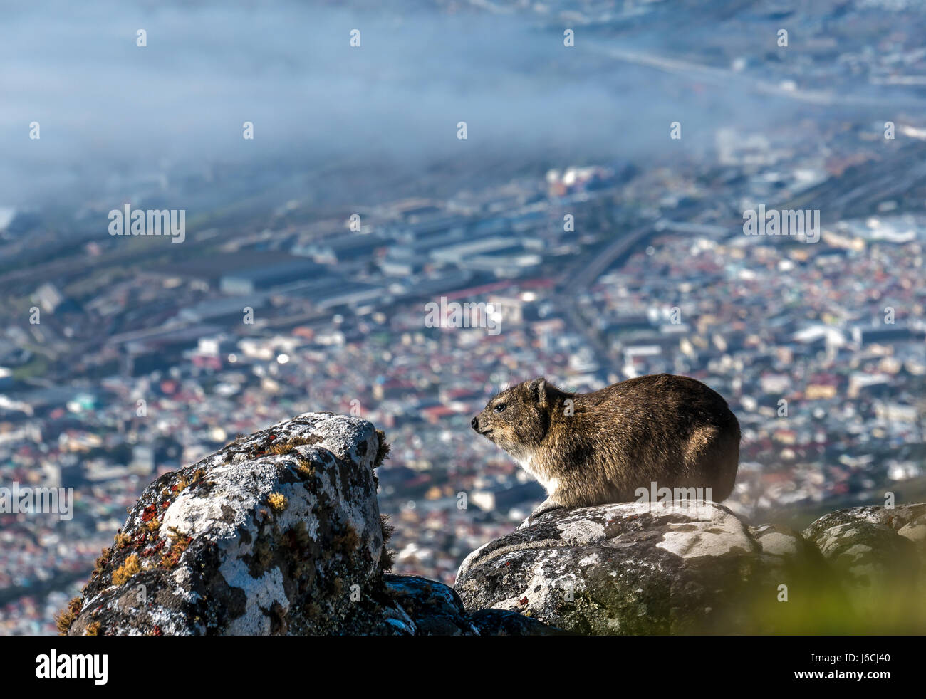 Dassie oder Felshyrax oder Felsdachs, Procavia capensis, in der Sonne auf hohen Felsvorsprung mit Blick auf Kapstadt, von Meeresnebel bedeckt, Südafrika Stockfoto