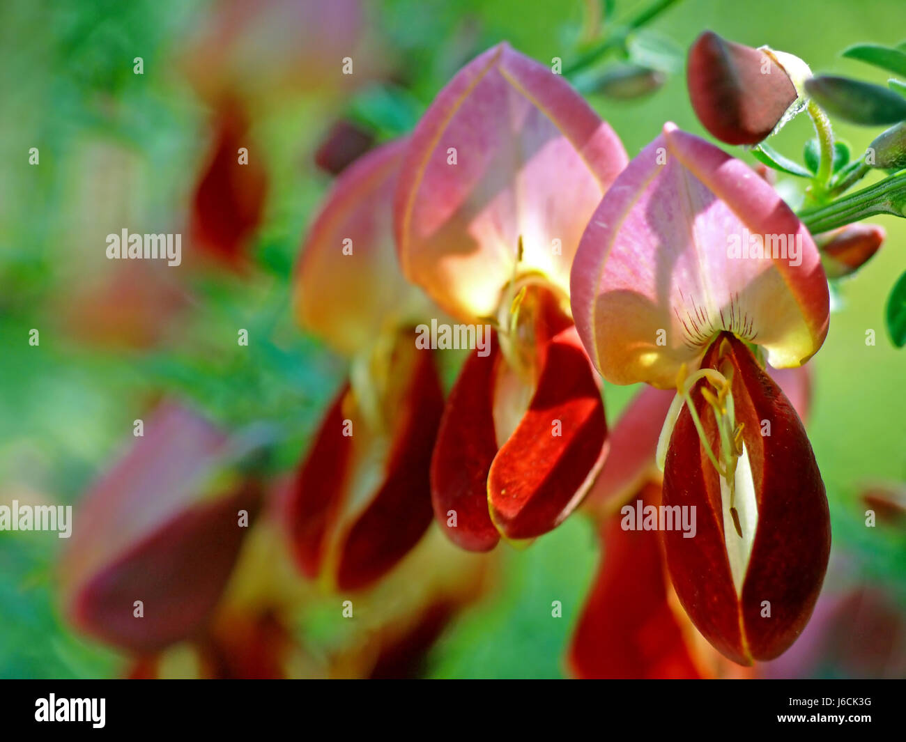 Nahaufnahme Makro Nahaufnahme Makro Aufnahme Ansicht Blüte Blüte gedeihen gedeihen Stockfoto