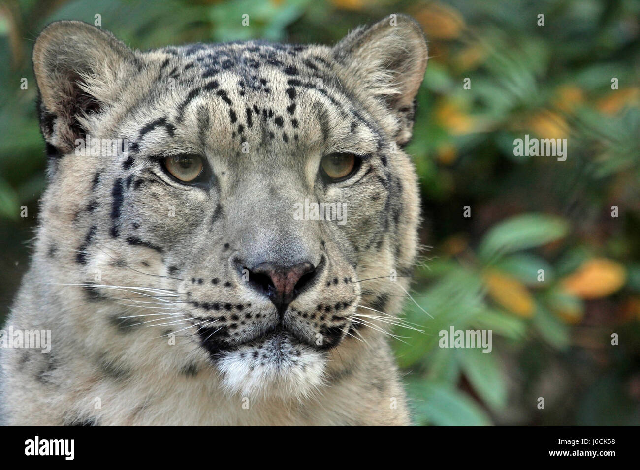 Säugetier Lone Wolf Porträt Raubkatze Raubkatze Predator periled Pussycat Katze Stockfoto