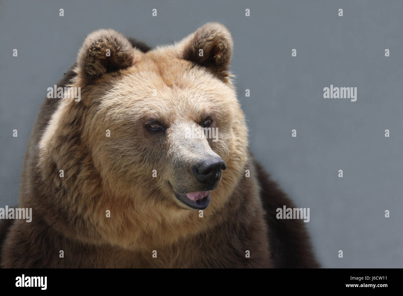 Nahaufnahme Makro Nahaufnahme Makro Aufnahme Ansicht Säugetier Bär Porträt sehen mit einem Blick Stockfoto