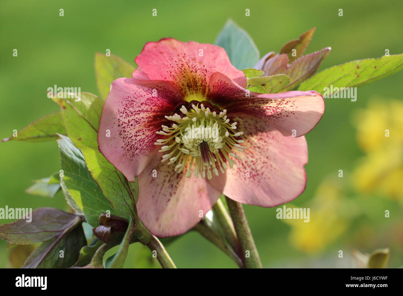 Einzelne rote rosa Nieswurz Blüte, Lentern Rose, Helleborous, blühen im zeitigen Frühjahr, Shropshire, England, auf einem natürlichen grünen Hintergrund. Stockfoto