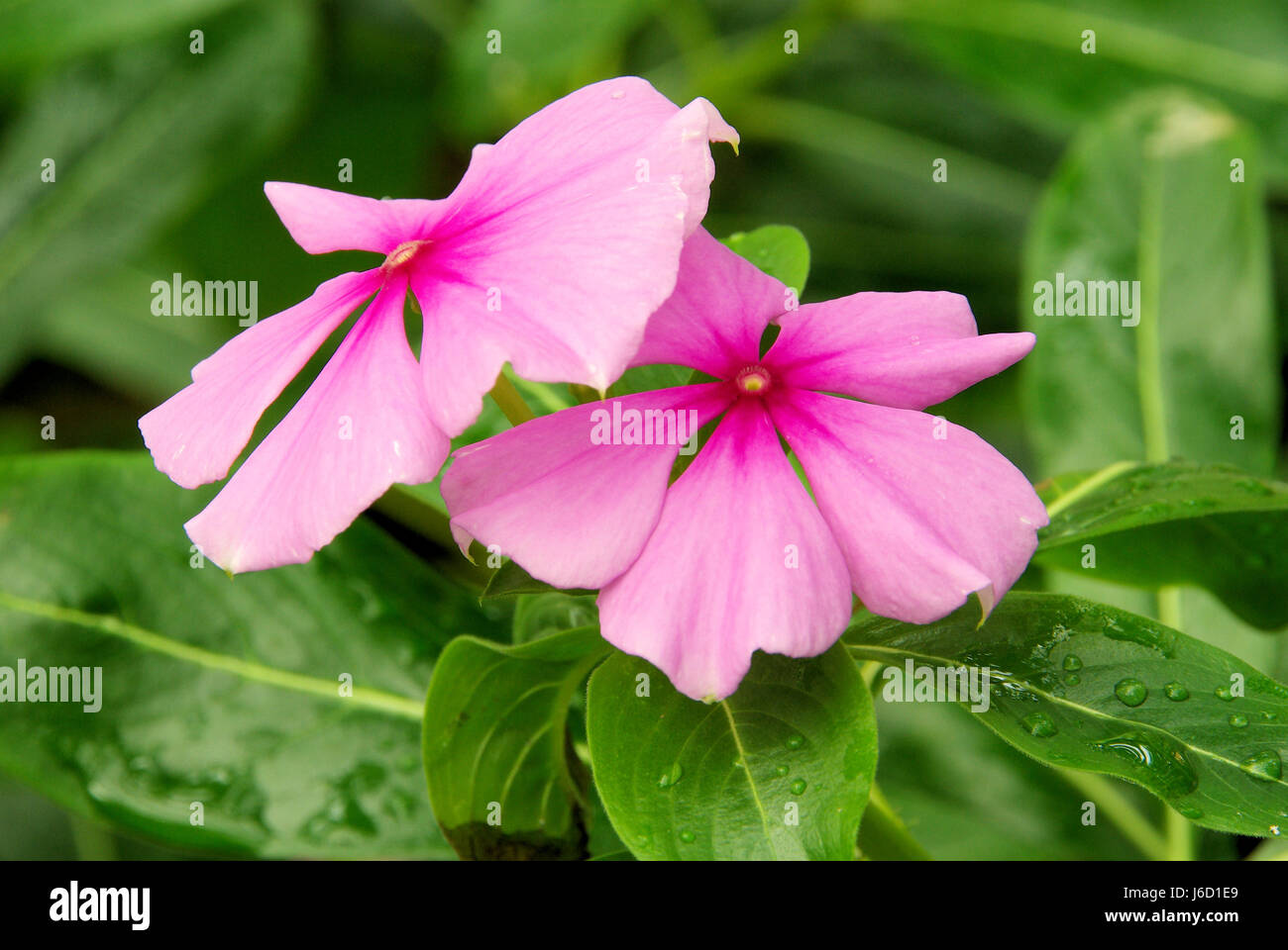 Catharanthus 02 Stockfoto