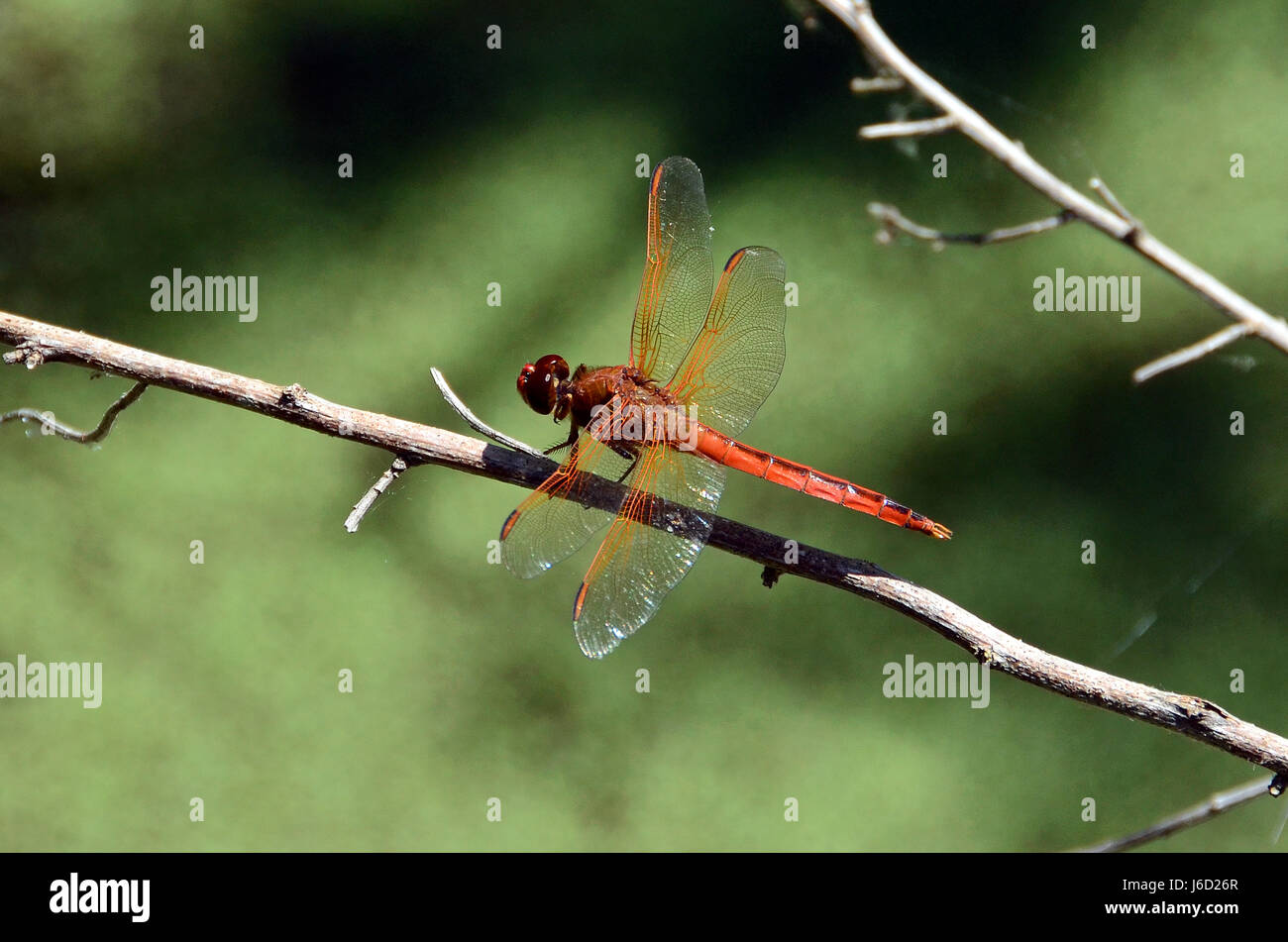 Orange Libelle ruht auf Zweig in Hilton Head Island, South Carolina Feuchtgebiet. Stockfoto