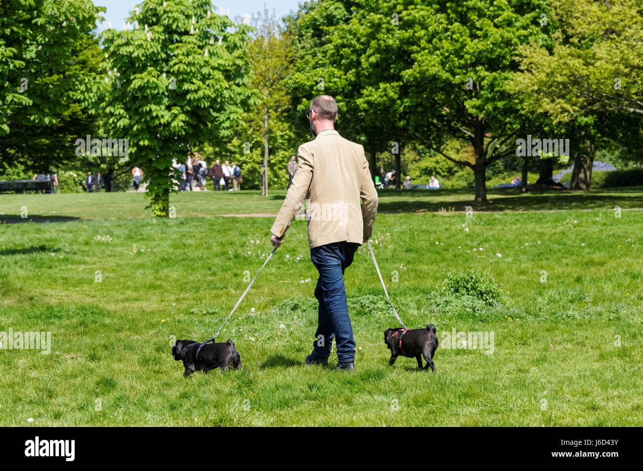 Ein Mann seine Hunde im Regent's Park in London, England, Vereinigtes Königreich, Großbritannien Stockfoto