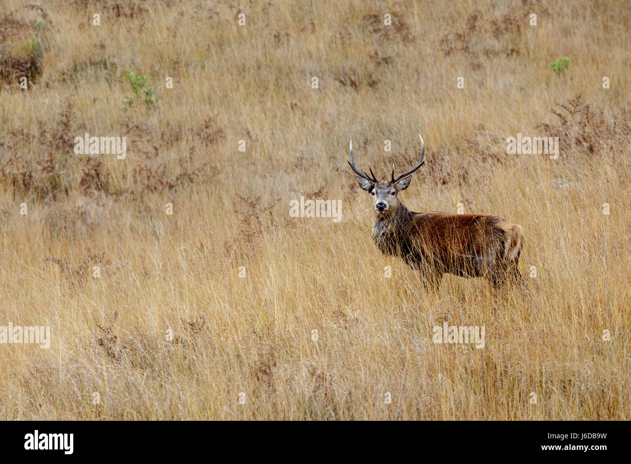 Reh im hohen Grass, Glen Etive, Schottland, UK. Stockfoto