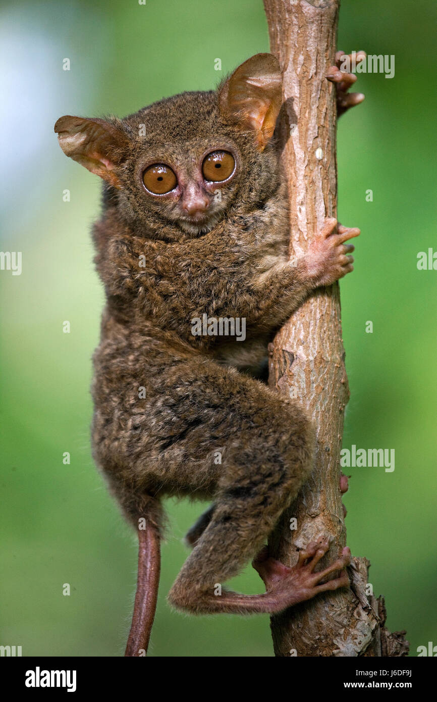 Tarsius sitzt auf einem Baum im Dschungel. Nahaufnahme. Indonesien. Sulawesi Island. Stockfoto