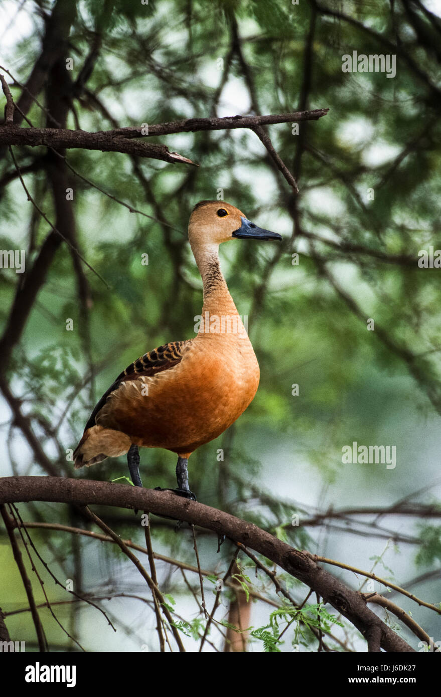 Lesser Whistling Duck, (Dendrocygna javinca), das in einem Baum gehockt, Keoladeo Ghana National Park, Bharatpur, Rajasthan, Indien Stockfoto