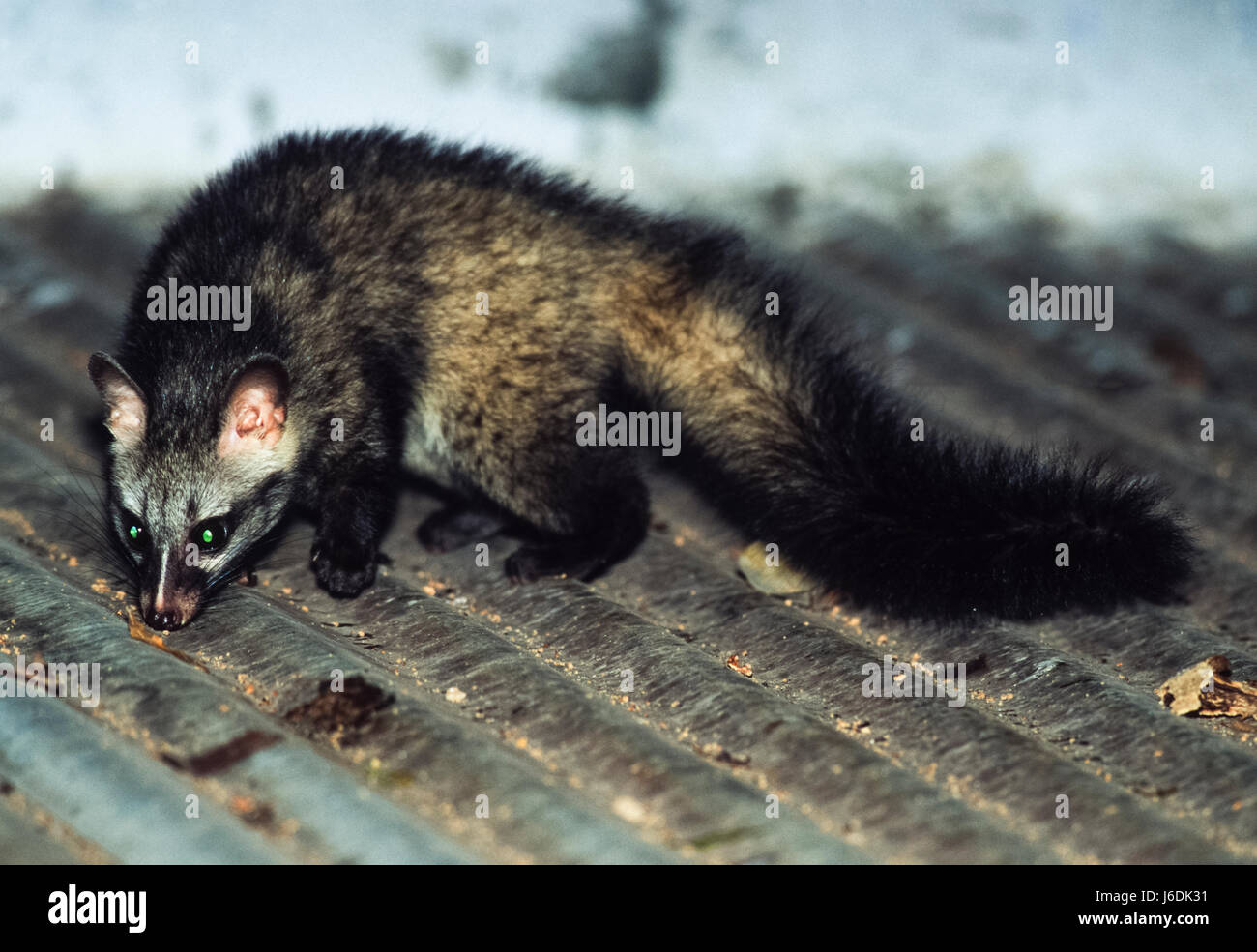 Gemeine Palmcivet, Paradoxurus hermaphroditus, Bharatpur, Rajsthan, Indien Stockfoto Gemeine Palmcivet, Paradoxurus hermaphroditus, Bharatpur, Rajsthan, Indien Stockfoto