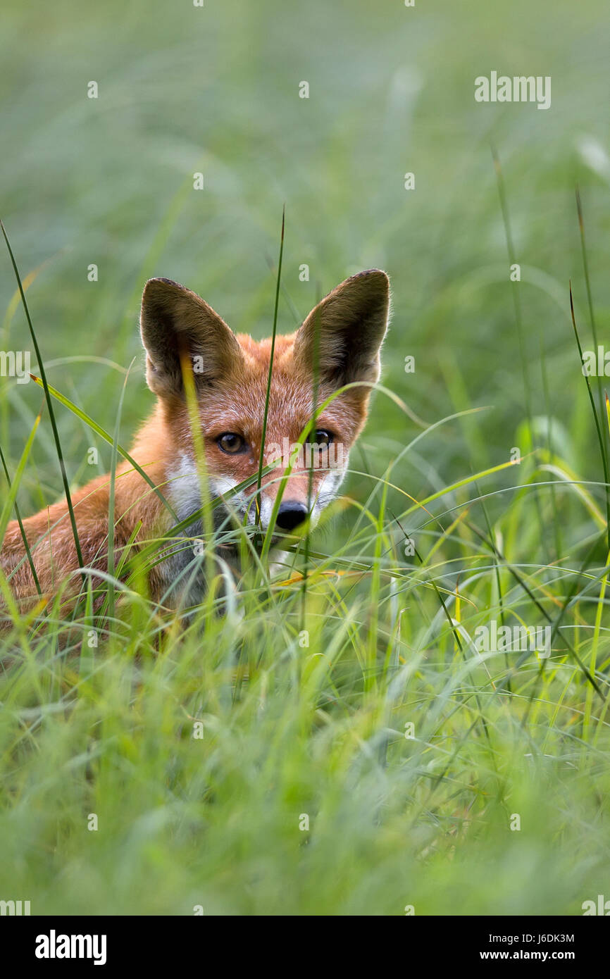 Fuchs in freier Wildbahn, ein Porträt Stockfoto