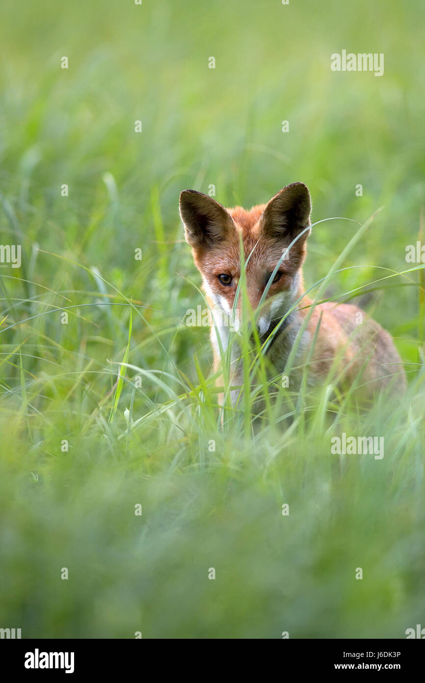 Fuchs in freier Wildbahn, ein Porträt Stockfoto