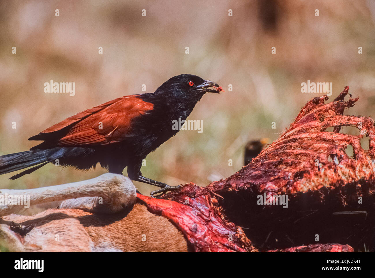 Mehr erholsam, Centropus Sinensis, Fütterung auf ein Reh entdeckt, Axishirsche oder Chittal, Keoladeo Ghana Nationalpark, Bharatpur, Rajasthan, Indien Stockfoto