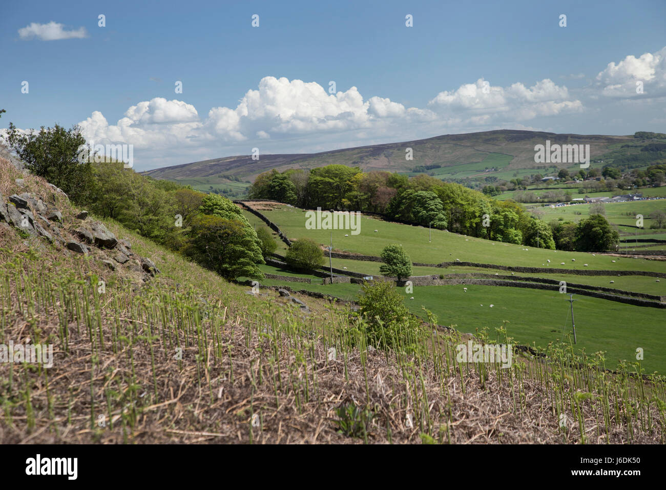 Blick Richtung Beamsley Leuchtfeuer in den Yorkshire Dales über Wharfedale Stockfoto