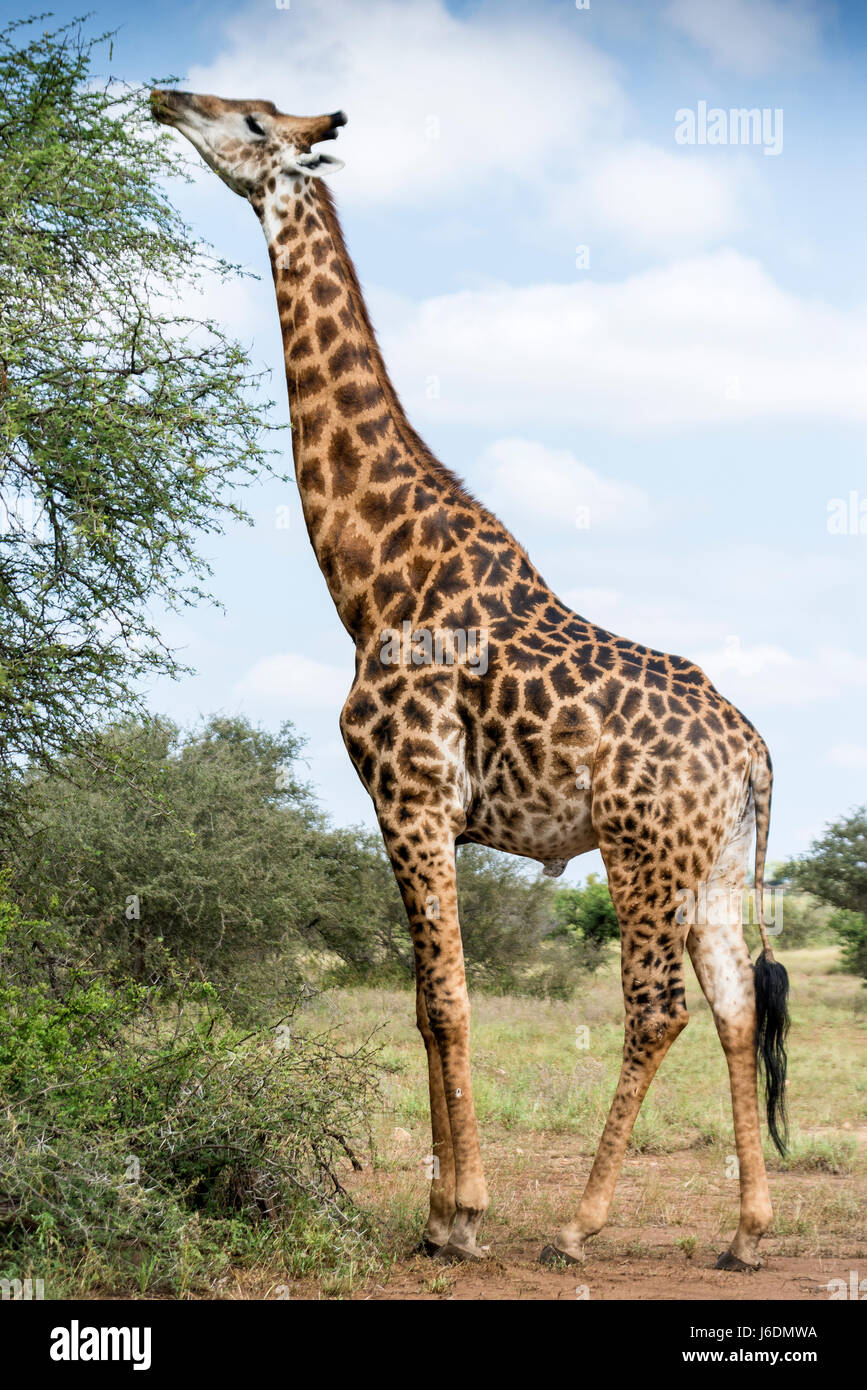 Männliche Giraffen Essen von der Spitze des Baumes im Krüger Nationalpark, Südafrika Stockfoto