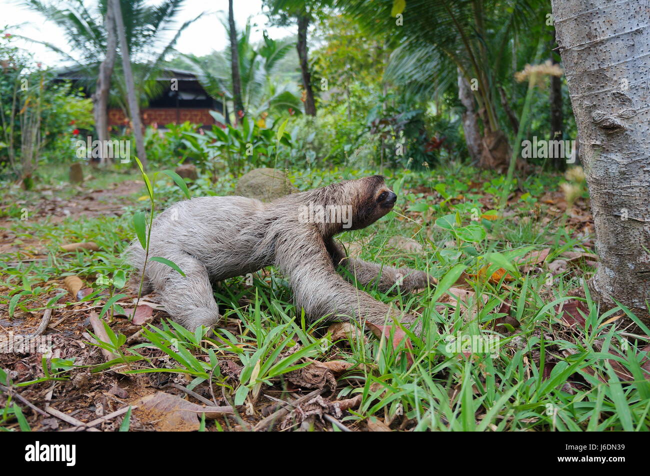 Dreifingerfaultier, kriecht auf dem Boden in einem Garten in der Nähe ein Haus, Panama, Mittelamerika Stockfoto