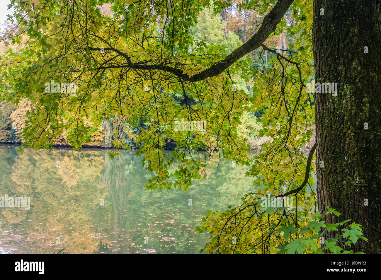 Herbst in Belgien Stockfoto