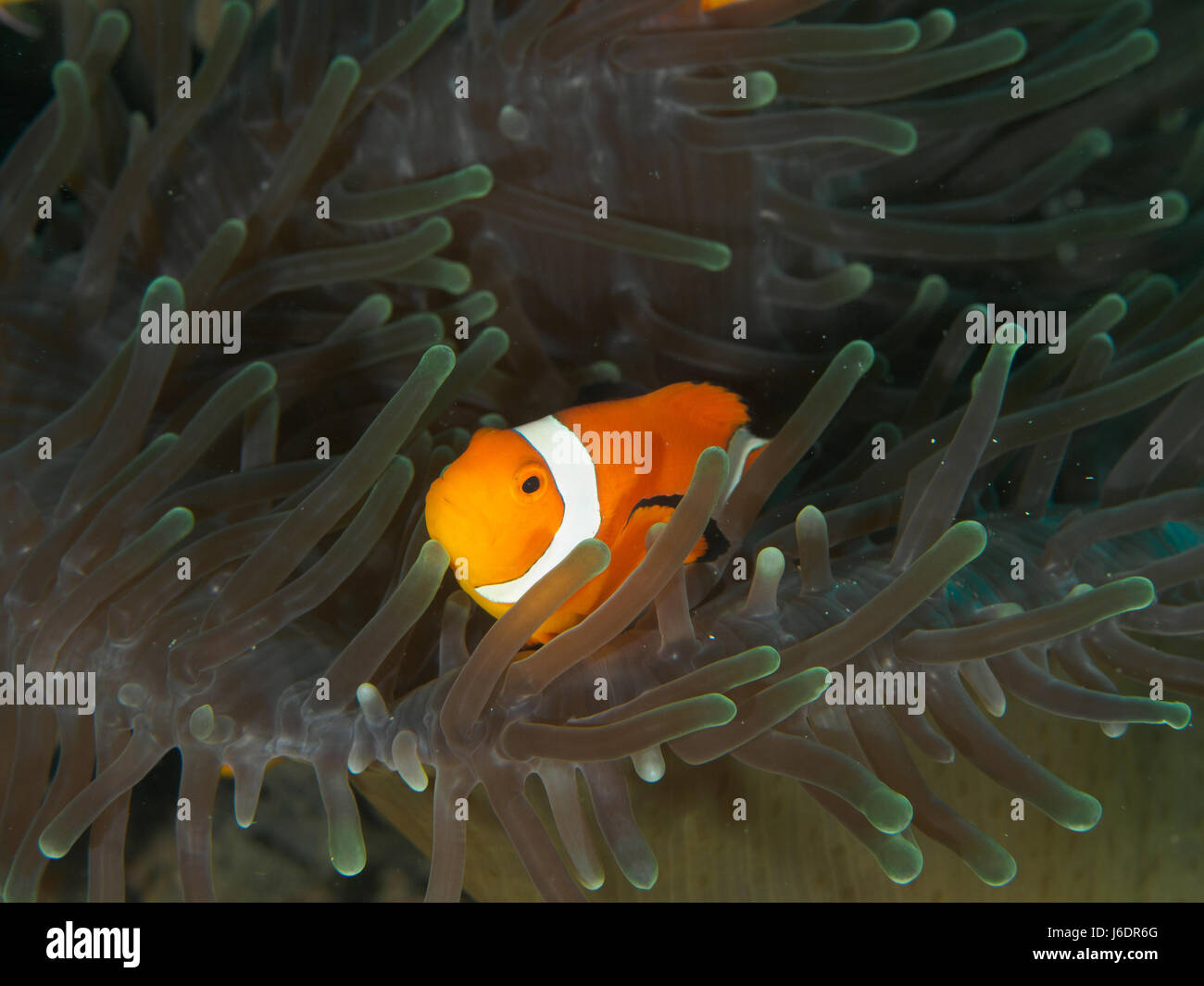 Amphiprion Ocellaris Clownfische In Marine Stockfoto