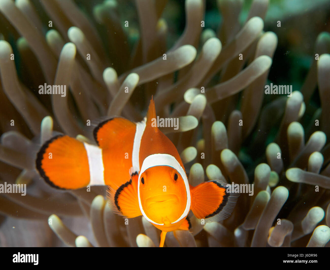 Amphiprion Ocellaris Clownfische In Marine Stockfoto