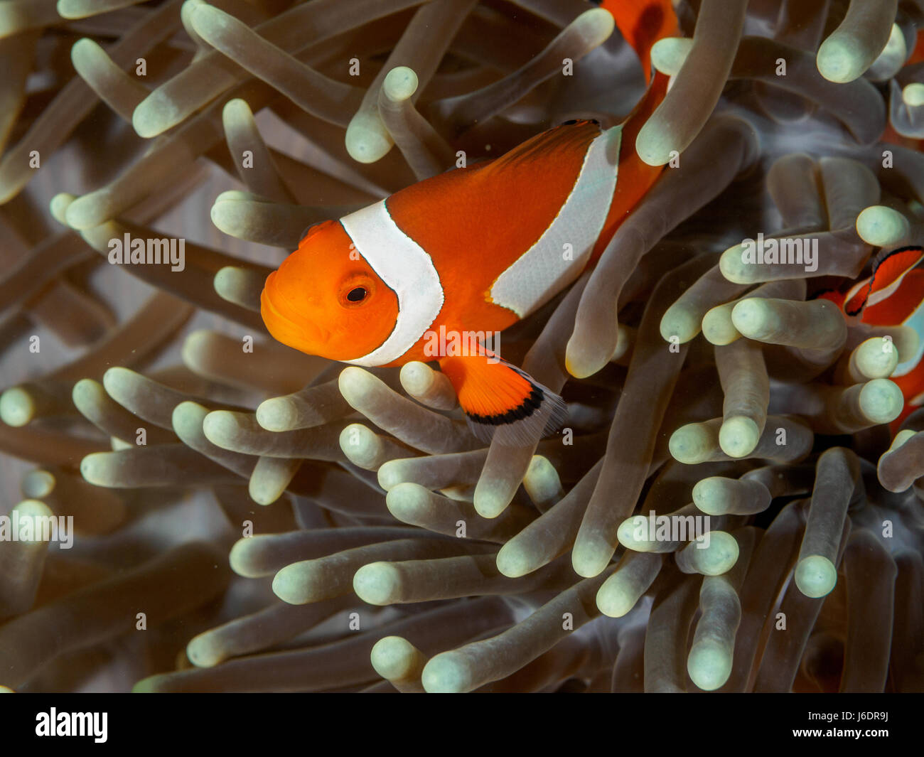 Amphiprion Ocellaris Clownfische In Marine Stockfoto