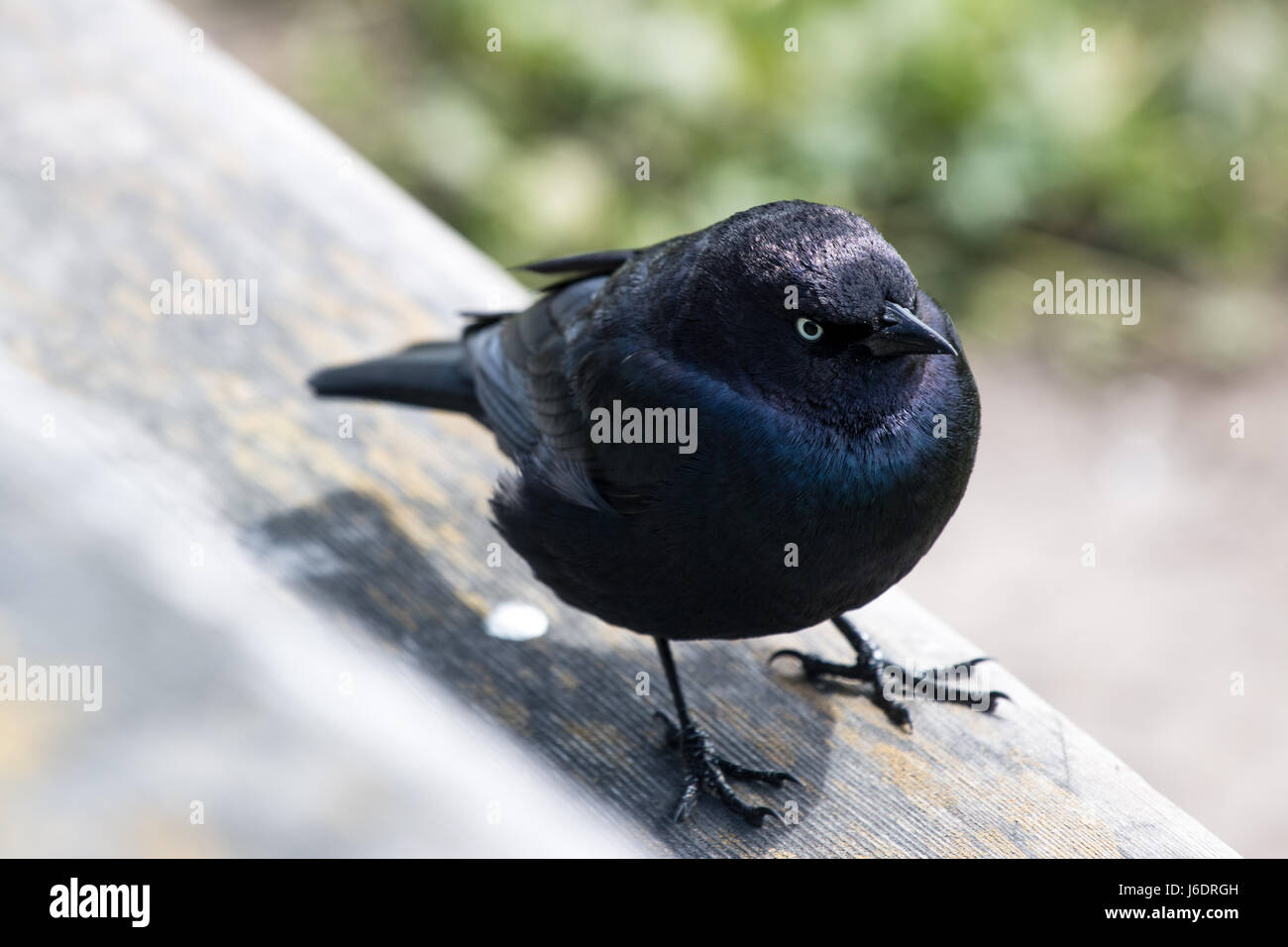 Schwarzer Vogel stehend auf Bank Stockfoto