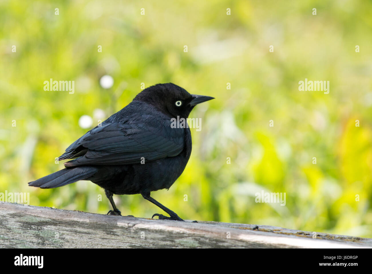 Schwarzer Vogel stehend auf Holzzaun Stockfoto