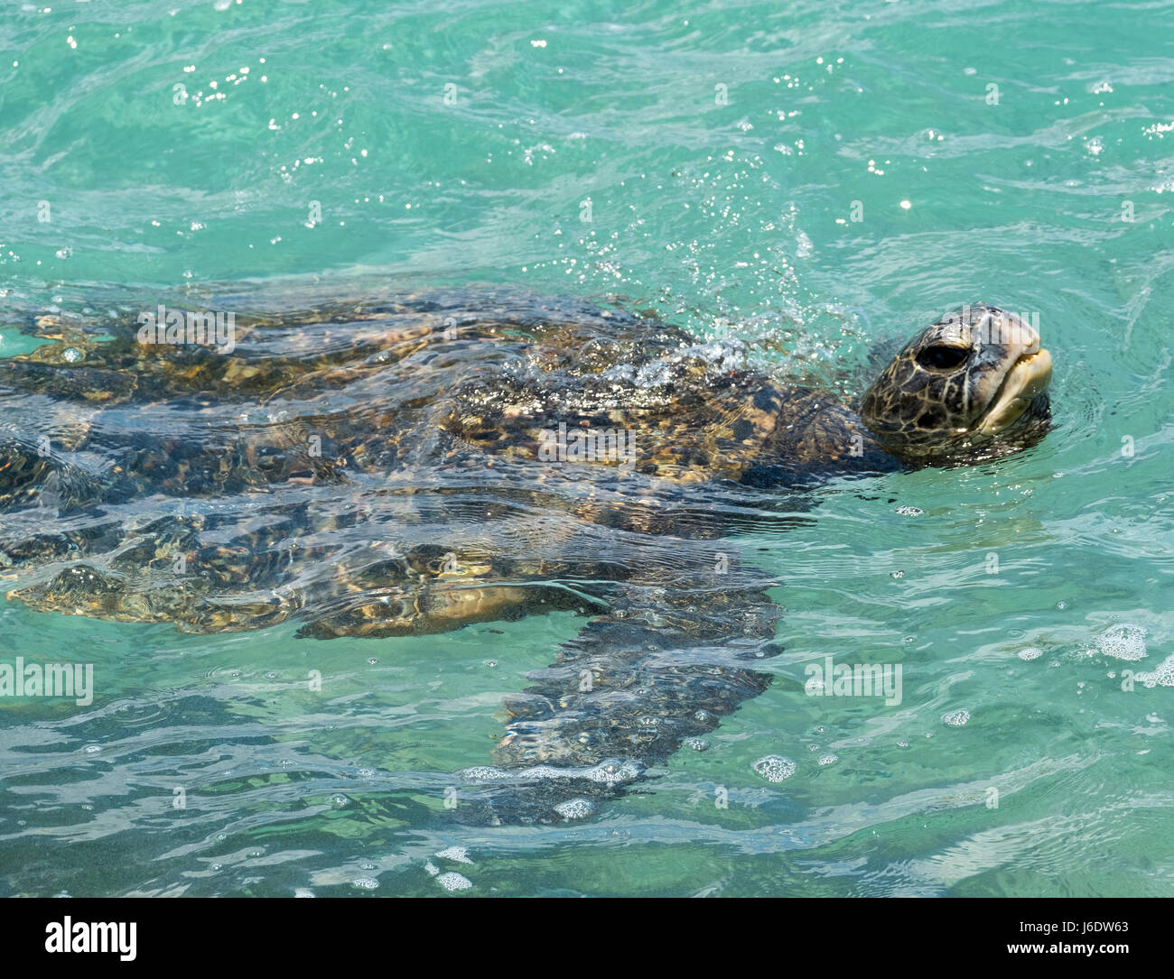 Einen grünen Meeresschildkröte Schwimmen von der Küste von Maui. Hawaii Stockfoto