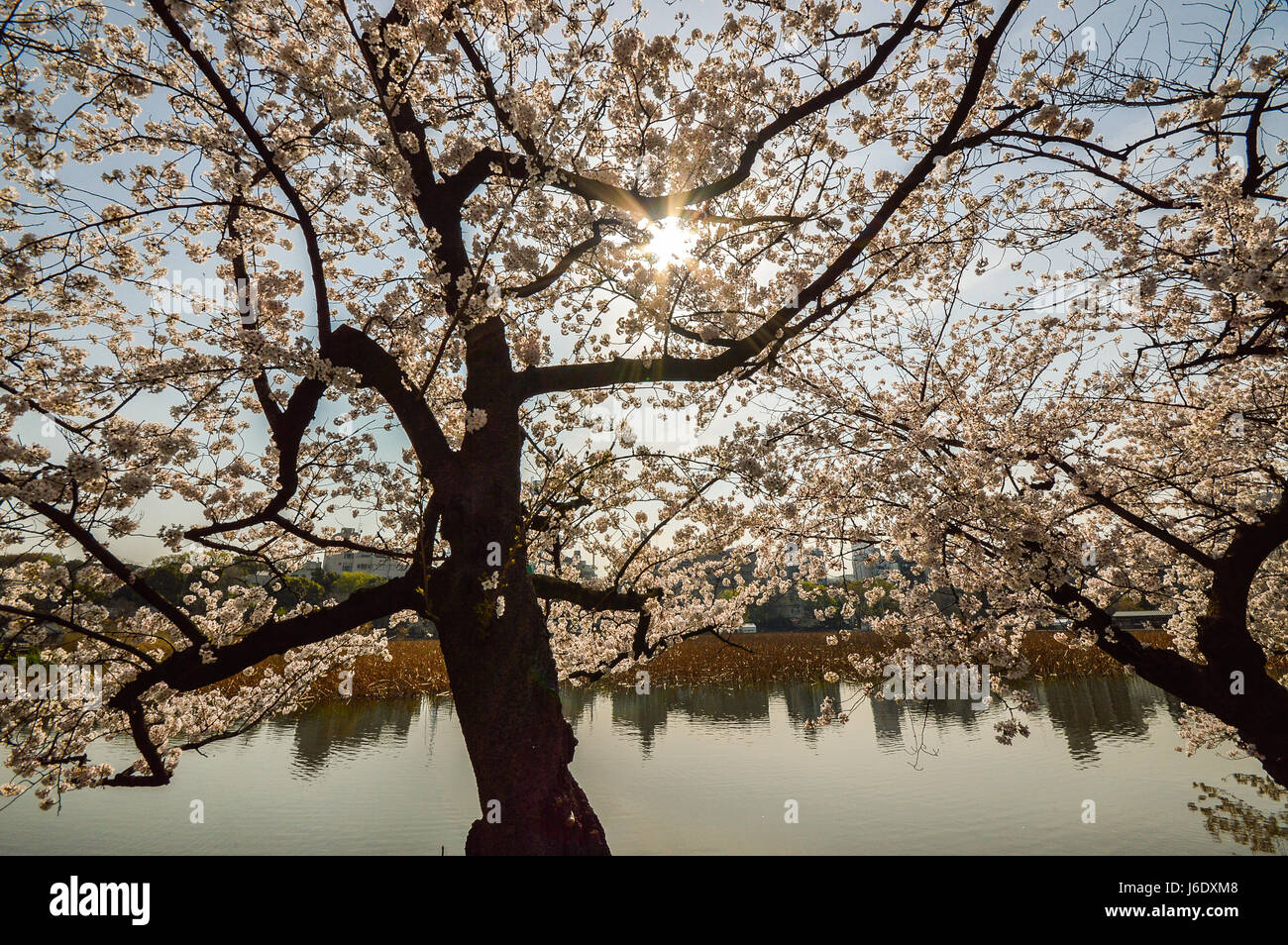 Tokyo, Japan - 2. April 2014: Ueno-Park, weitläufigen öffentlichen Park im Stadtteil Ueno, Tokio. Kirschblüte ist Veranstaltung im Frühjahr Stockfoto
