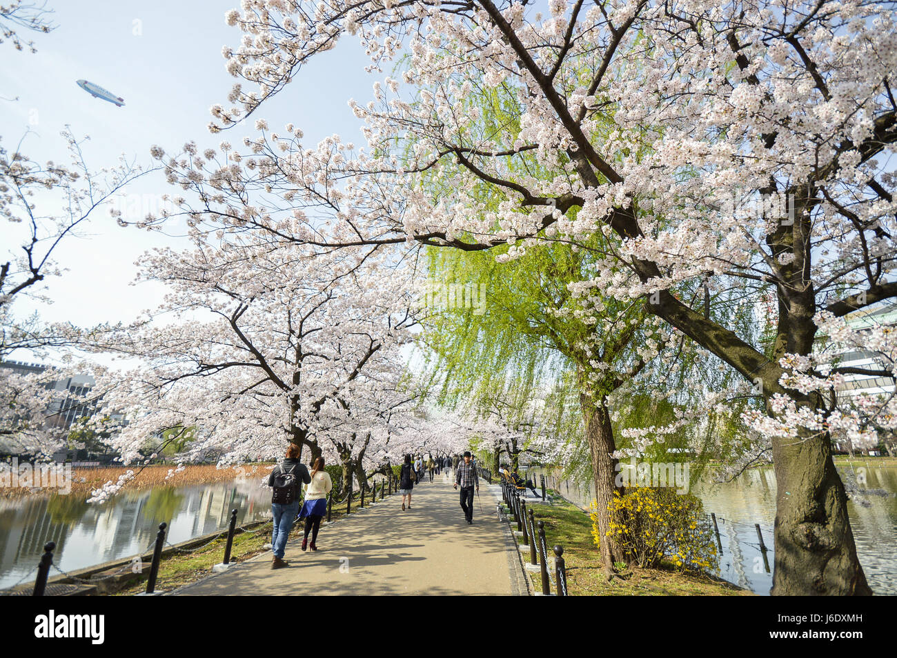 Tokyo, Japan - 2. April 2014: Ueno-Park, weitläufigen öffentlichen Park im Stadtteil Ueno, Tokio. Kirschblüte ist Veranstaltung im Frühjahr Stockfoto