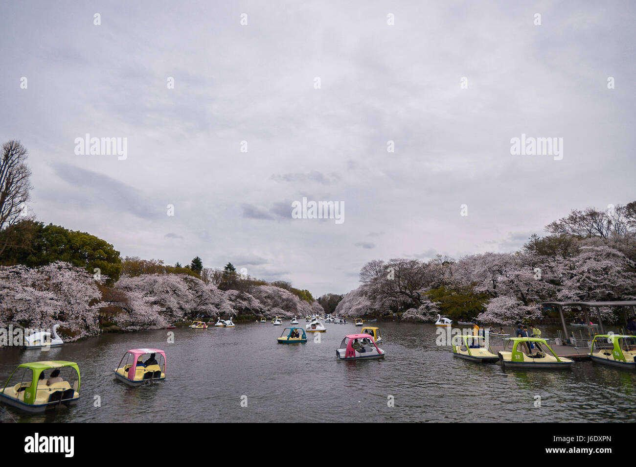 Tokyo, Japan - 2. April 2014: Traveler Bootsfahrt der Schwan auf dem Chidori Teich mit Kirschblüten Saison. Stockfoto