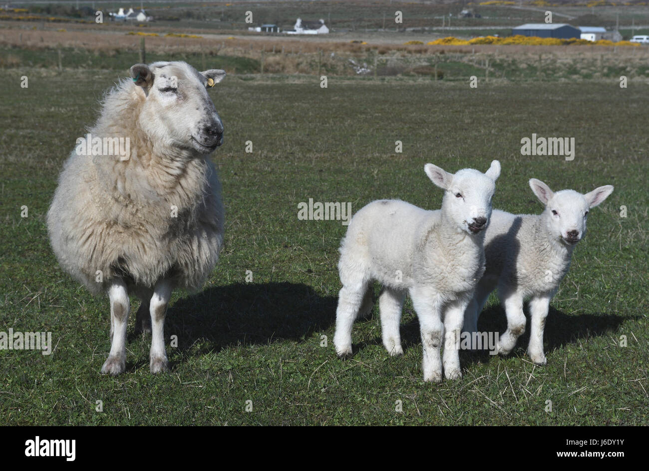 Schafe Lämmer Familie; Schafe, Ovis; Inland; Forse; Caithness; Schottland  Stockfotografie - Alamy