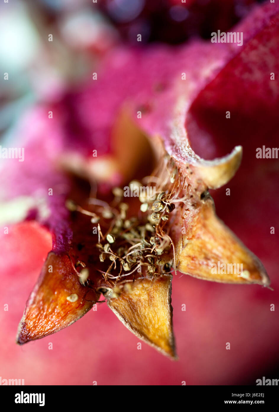 halbierte Granatapfel, Detailansicht Stockfoto