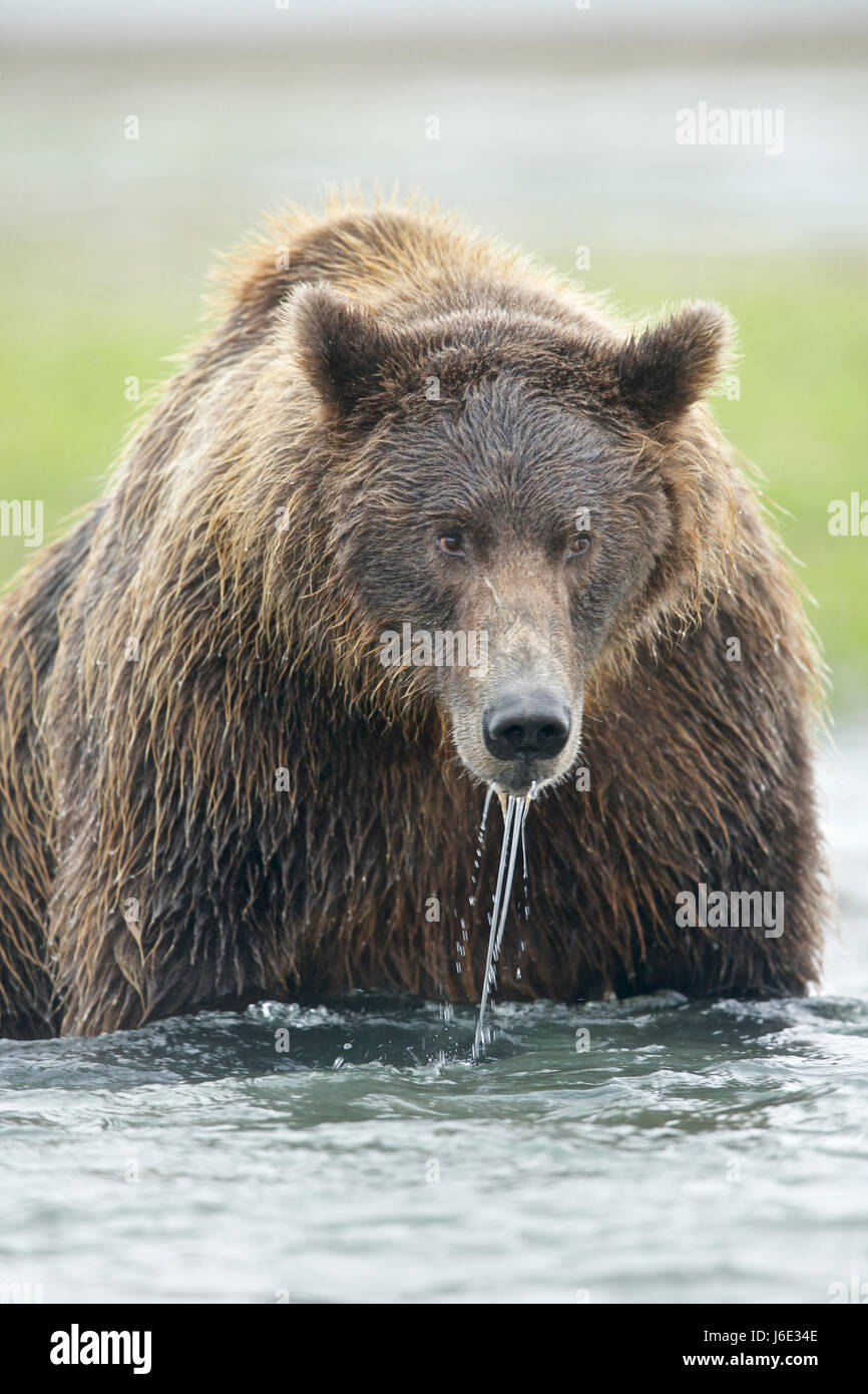 Alaskan Braunbär Ursus Arctos Alascensis, Katmai, Alaska Stockfoto