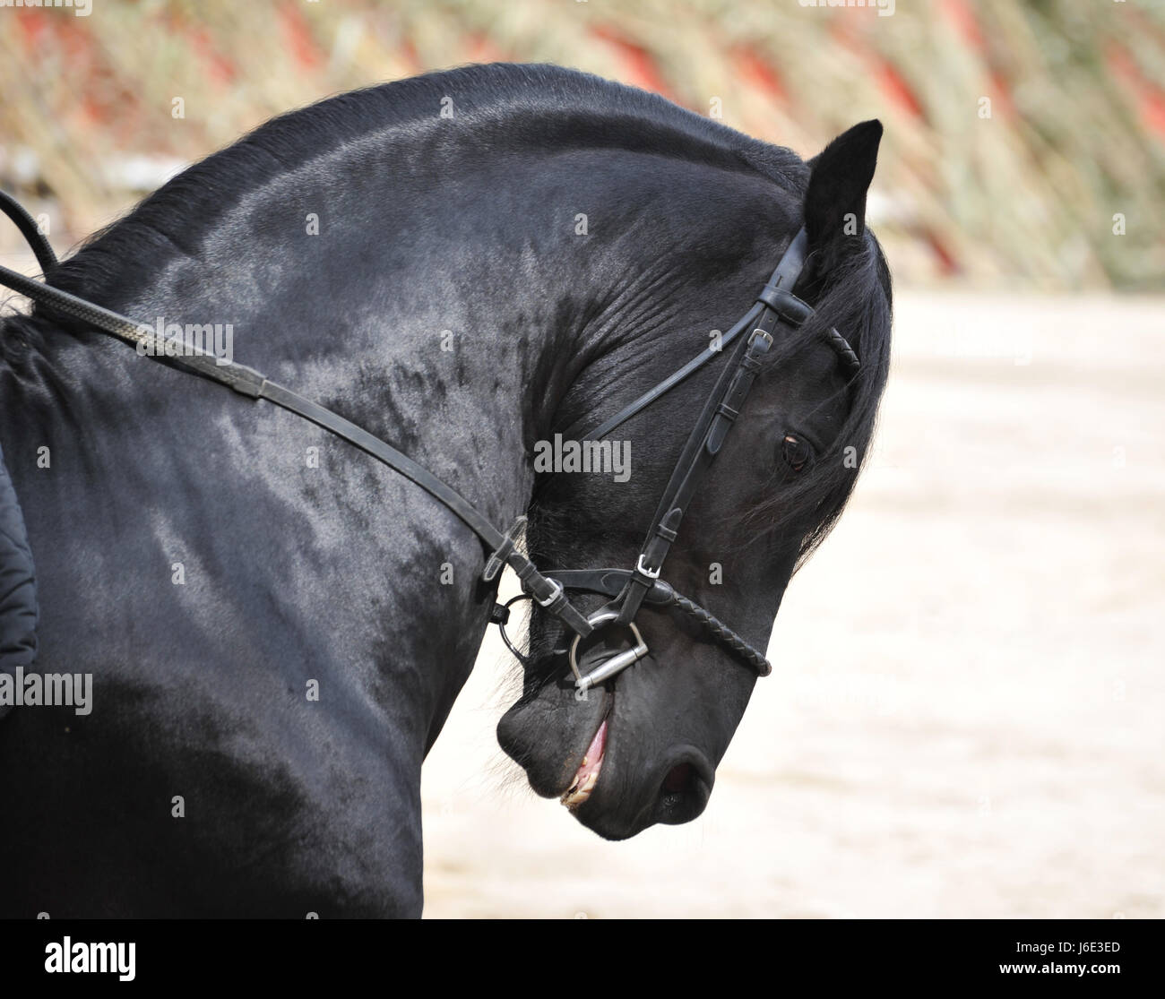 Pferd Schwarz dunkelhäutigen kohlschwarze tiefschwarzen Hengst Trense schön beauteously Stockfoto