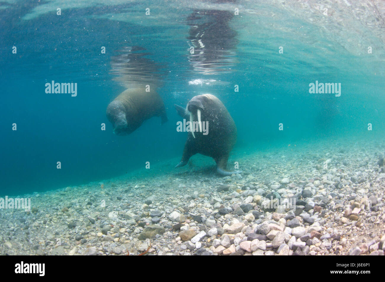 Walross, Odobenus Rosmarus rosmarus Stockfoto