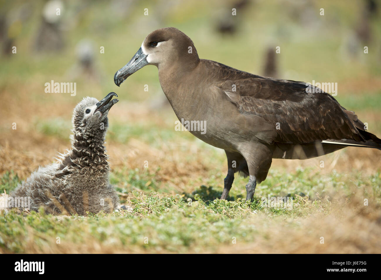 Schwarz – Schwarzfuß Albatros (Phoebastria Nigripes) Stockfoto