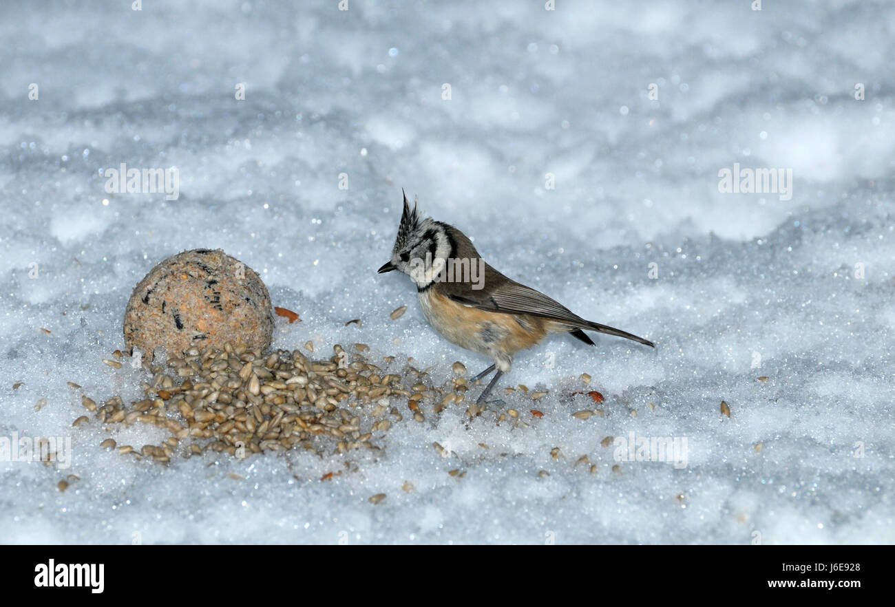 Vogel Vögel Winter frost Meise Singvogel Bobolinks Vogelfutter Winter Vogel Stockfoto