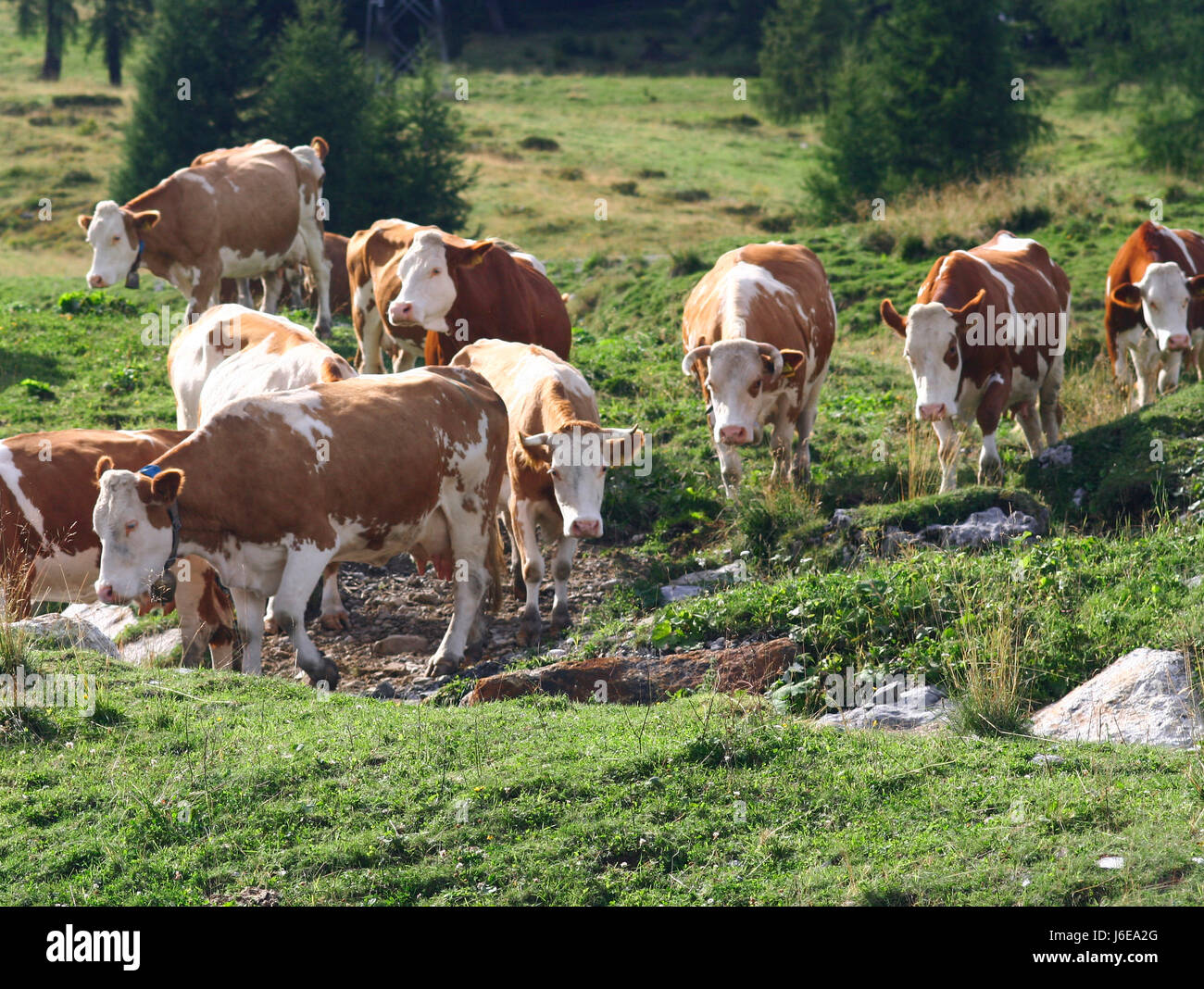 Berge-Alp Kühe Weiden Rinder Milch Berge Alpen Alp Österreicher ...