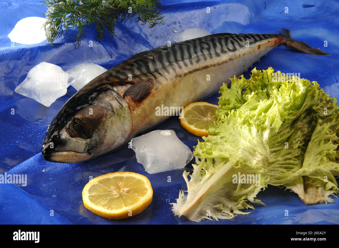 Lebensmittel Nahrungsmittel Fauna Fisch Diät Wasseroberfläche kaute Wassermangel Stockfoto