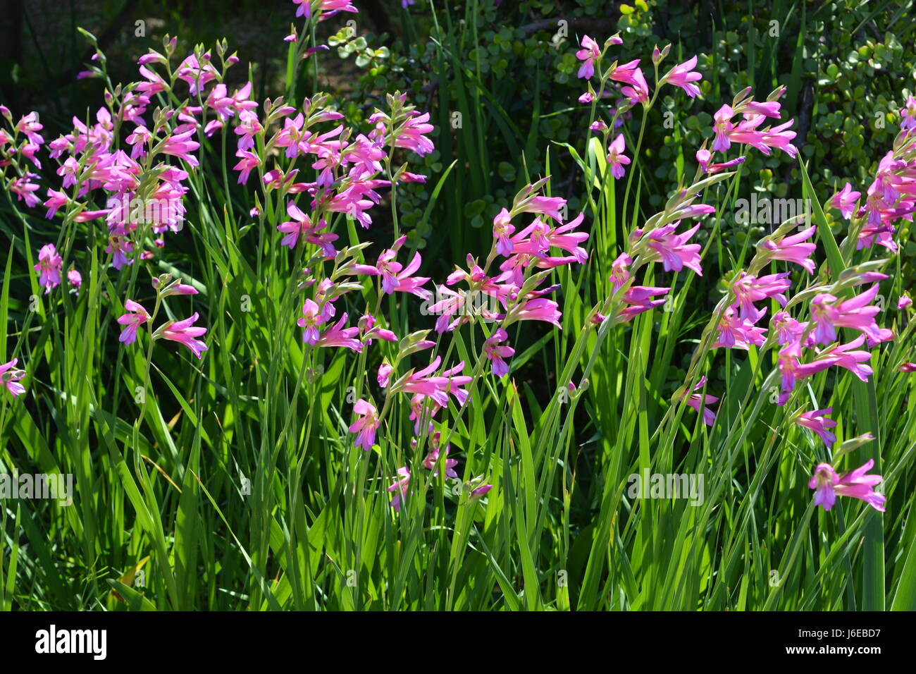 Gladiolus Communis, hinterleuchtete Stockfoto