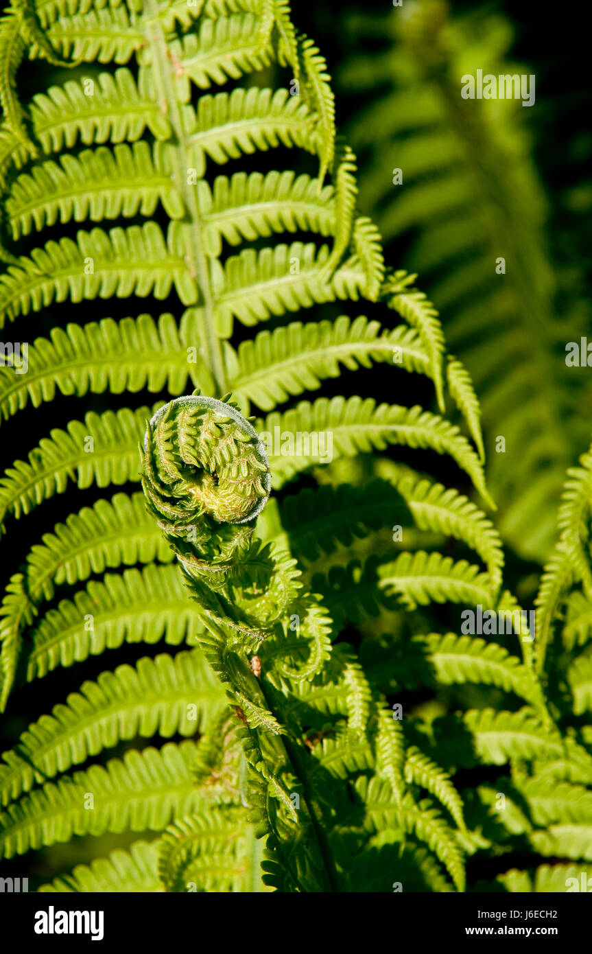 Garten grüne Pflanzenwelt Farn Gärten Wald Pflanze Natur Urzeit blaetter  Stockfotografie - Alamy