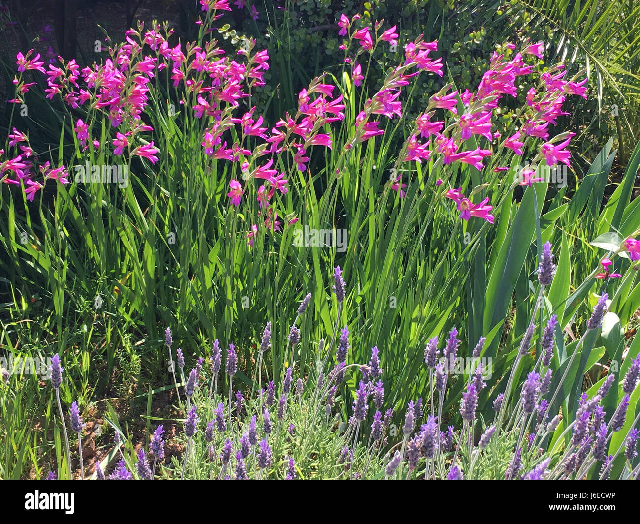 Lavendel und Gladiolus Communis, hinterleuchtete Stockfoto