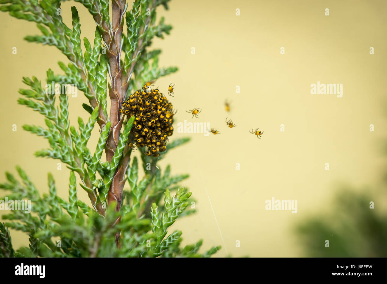 Viele junge Spinnen kriechen über ein web Stockfoto