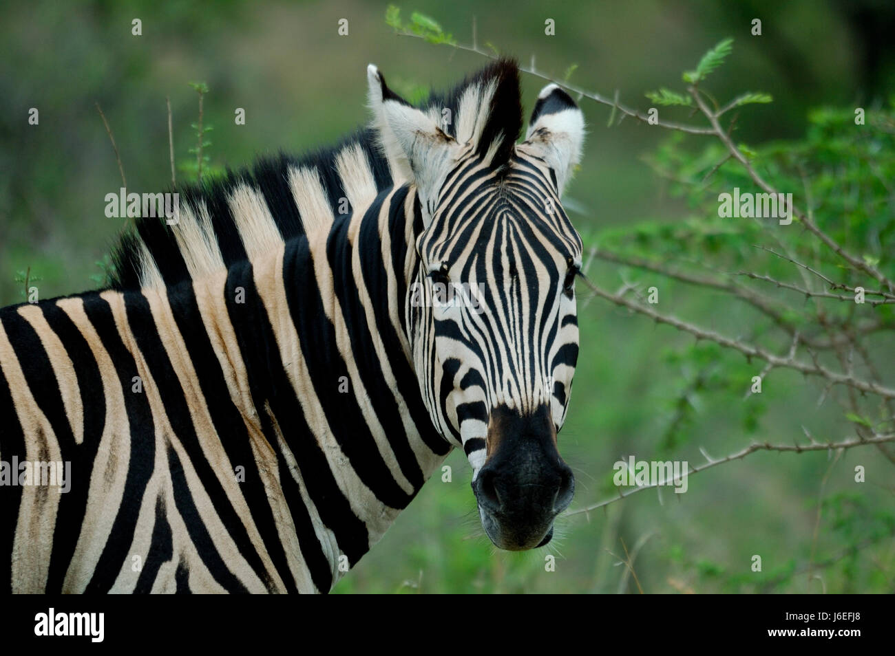 Zebra im Krüger-Nationalpark Stockfoto