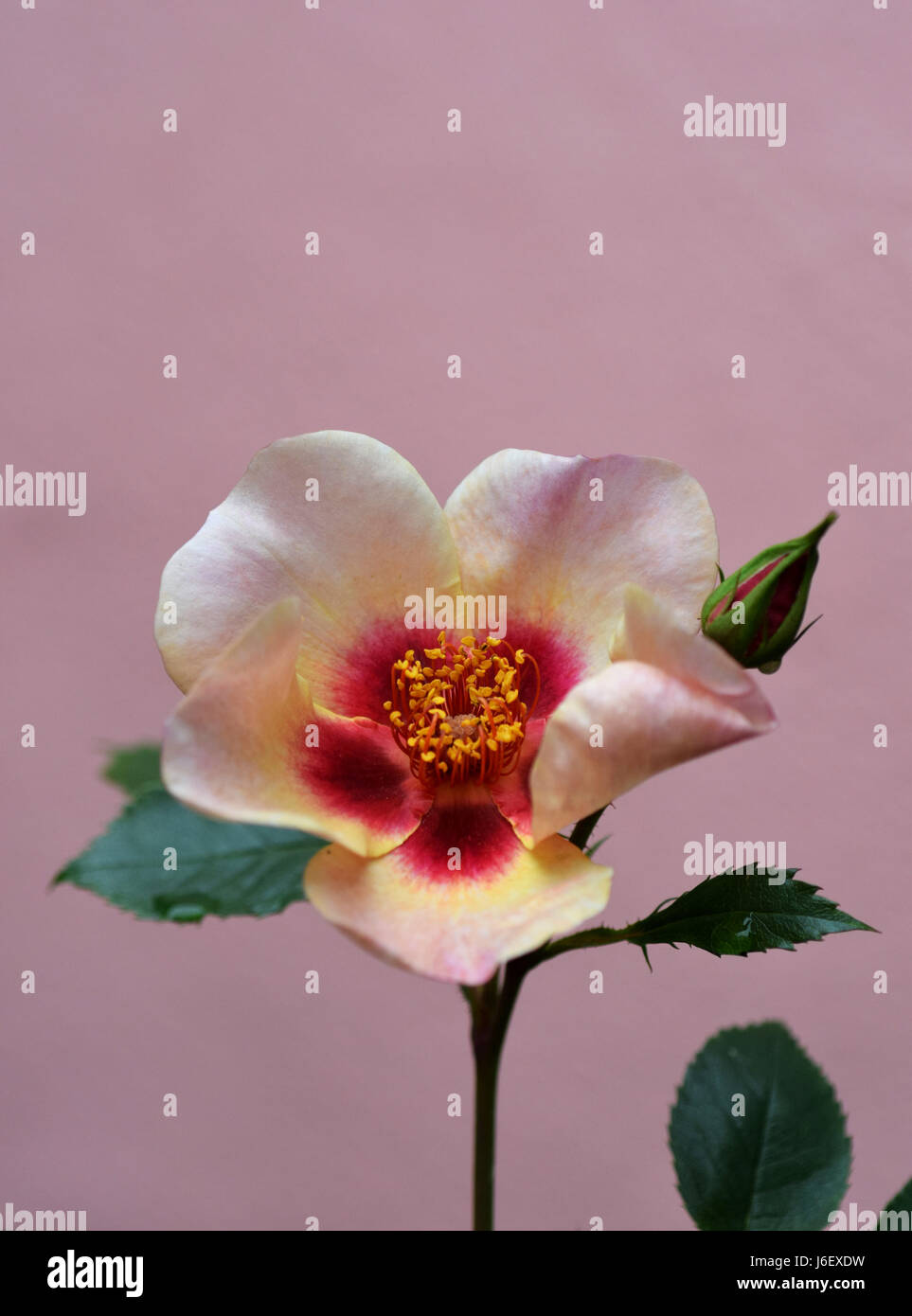 Rose "for your Eyes only" Stockfoto