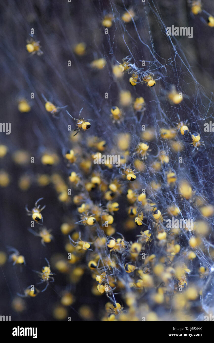 Baby Orbweaver Garten Spinnen im nest Stockfoto